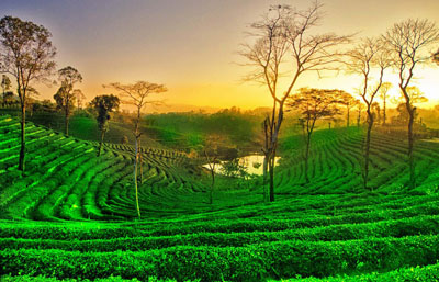 Guwahati Tea Garden