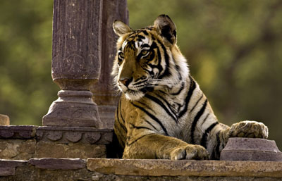 Wildlife in Ranthambore