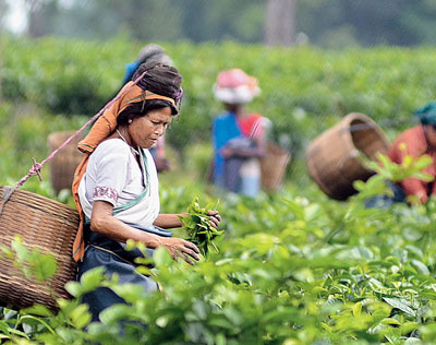 Assam Valley Tour