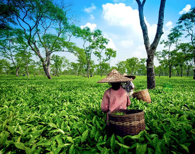 Tea Country Tour