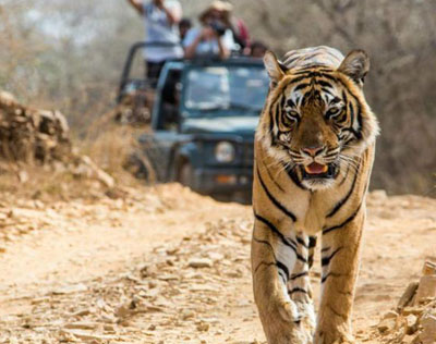 Enchanting Temple and Wildlife Tour