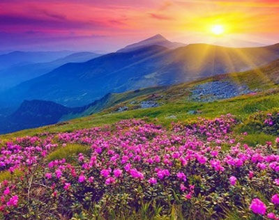 Valley of Flowers - Hemkund Sahib Tour