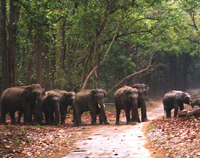South India Wildlife
